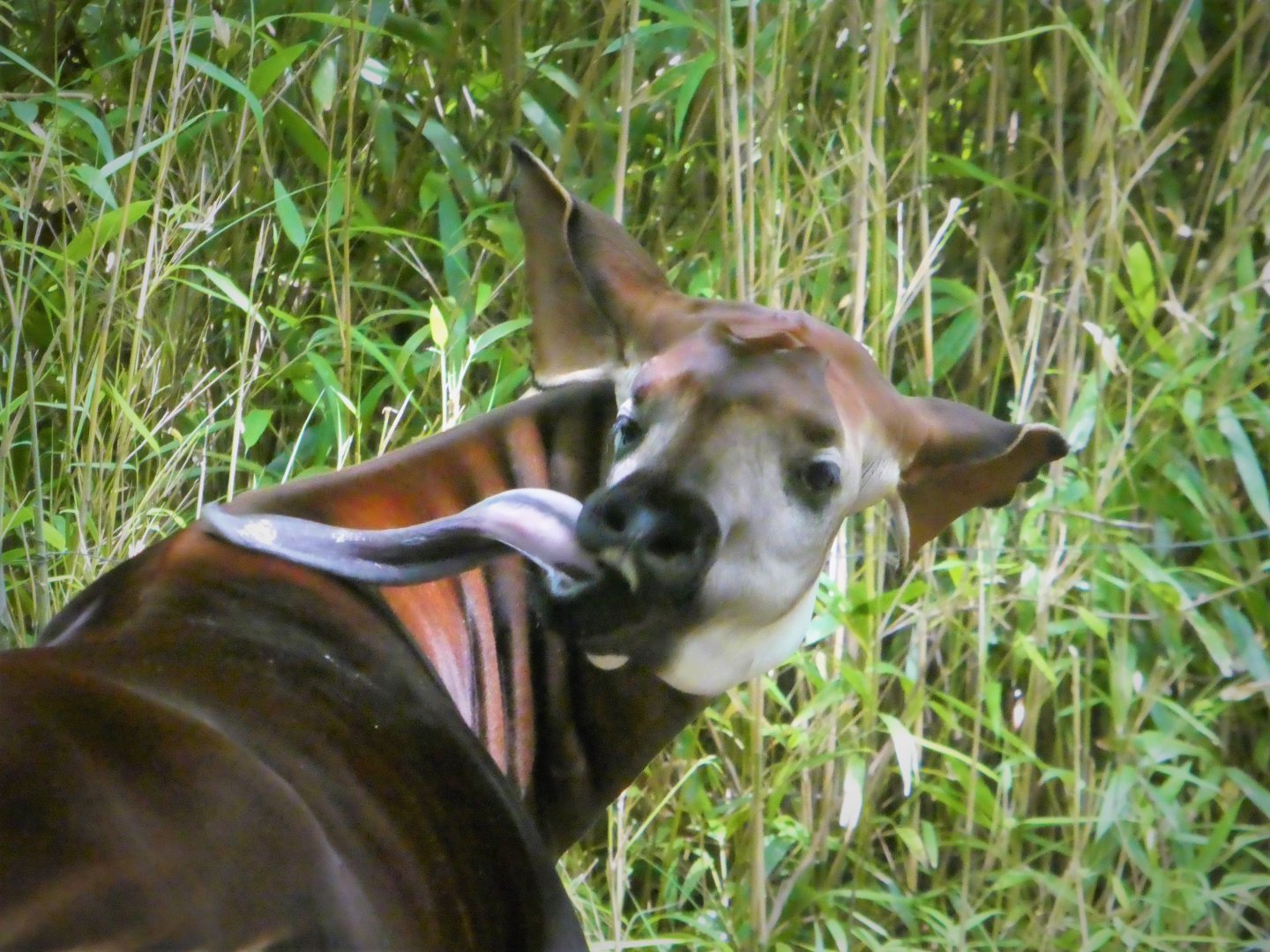 Africa - Congo Gorilla Forest - Okapi