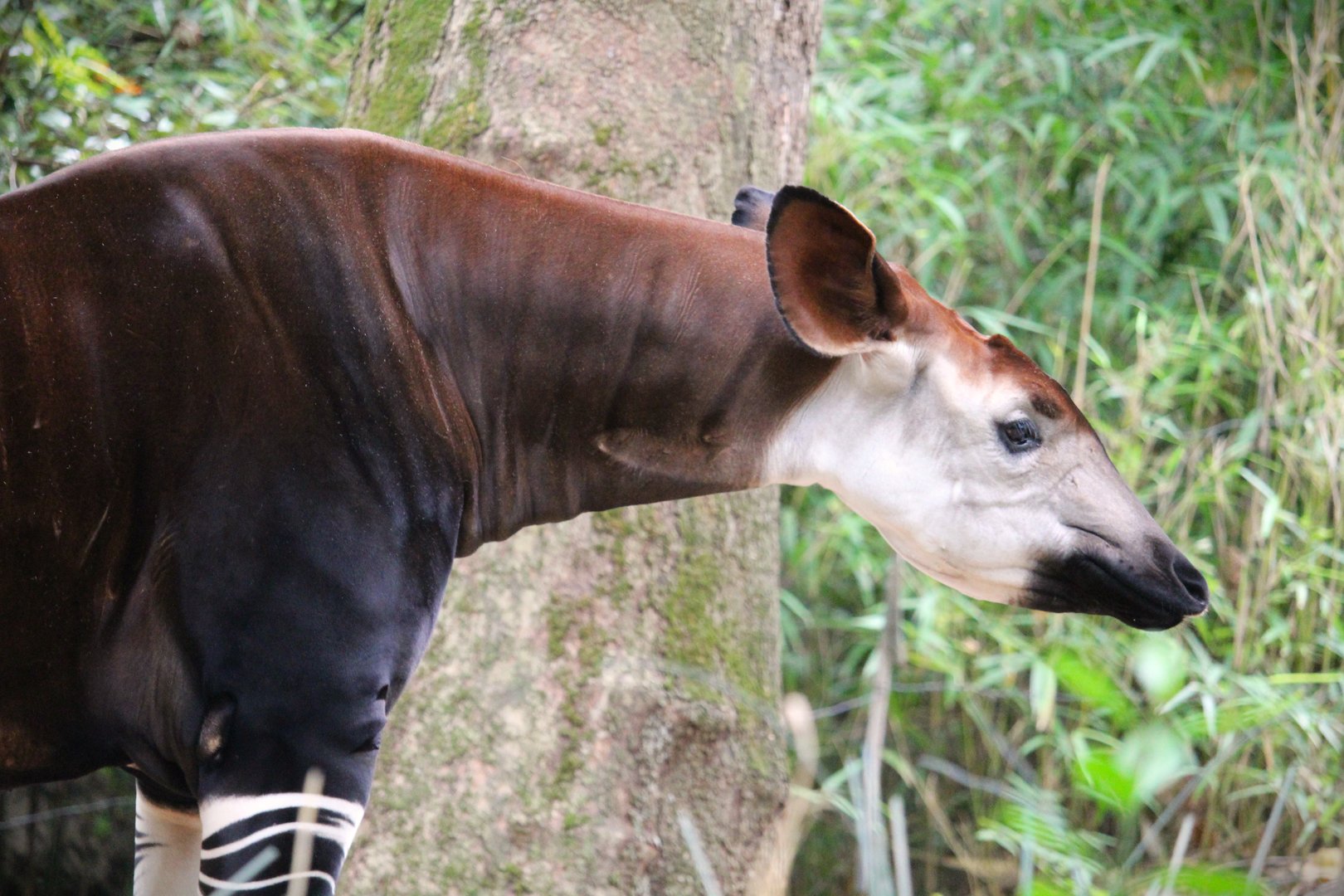 Africa - Congo Gorilla Forest - Okapi