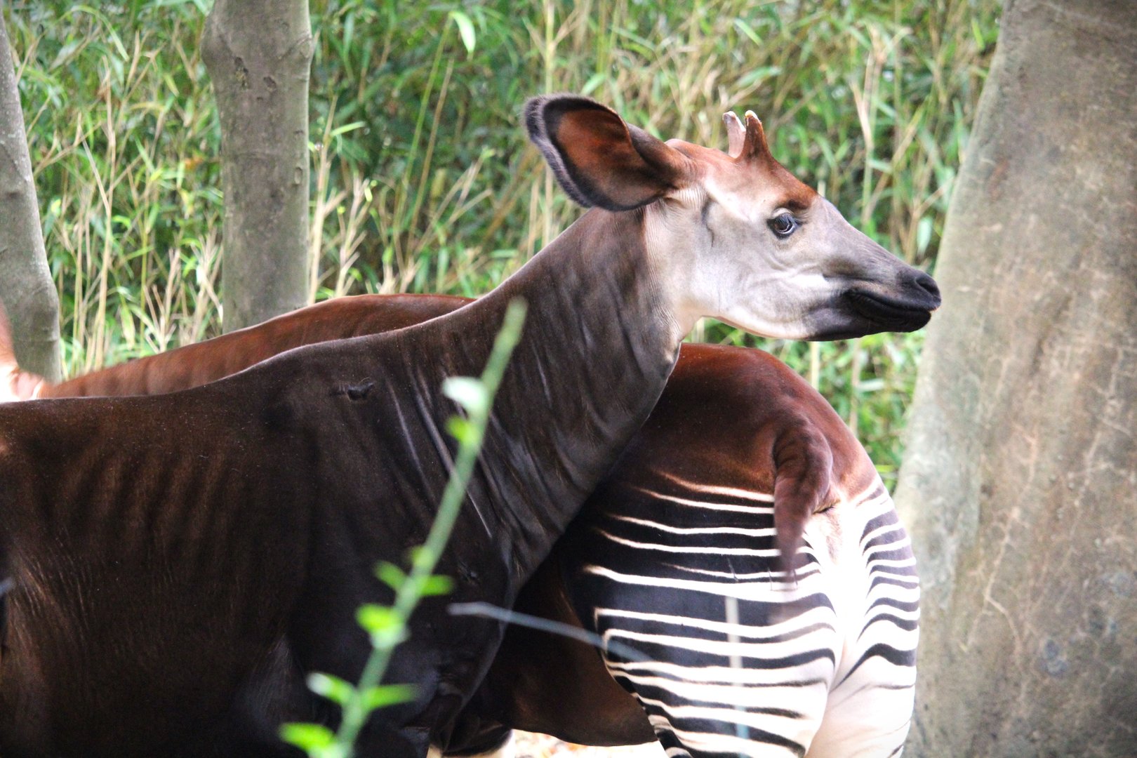 Africa - Congo Gorilla Forest - Okapis