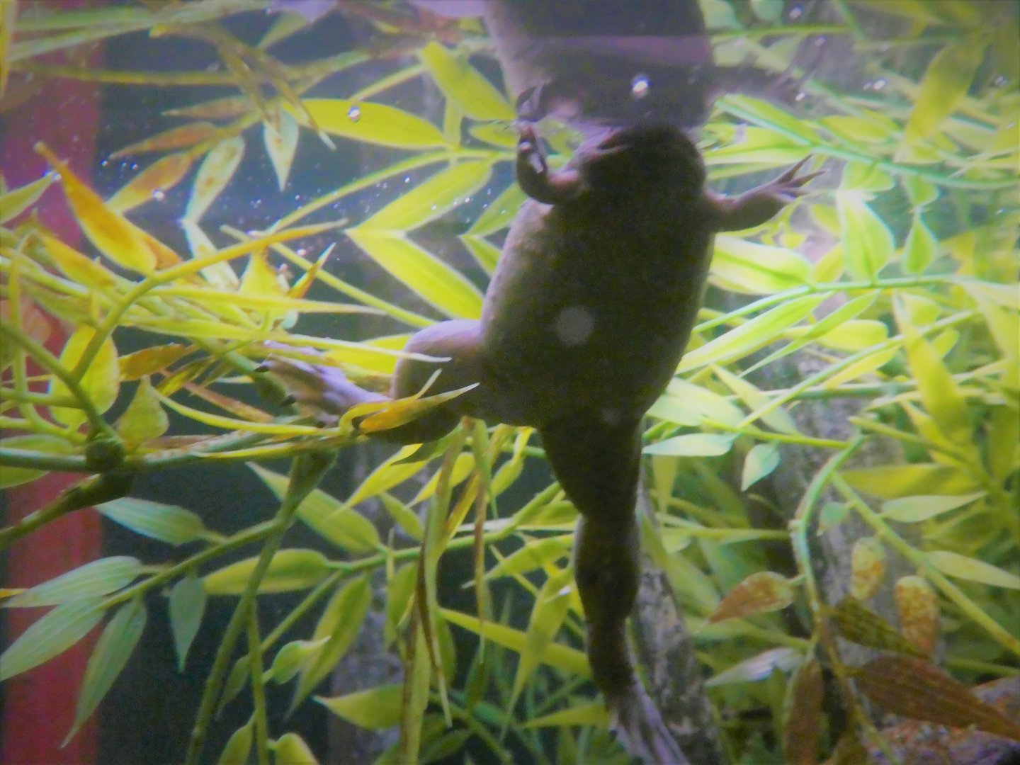 Africa - Congo Gorilla Forest - Treasures of the Rainforest - Western Clawed Frog