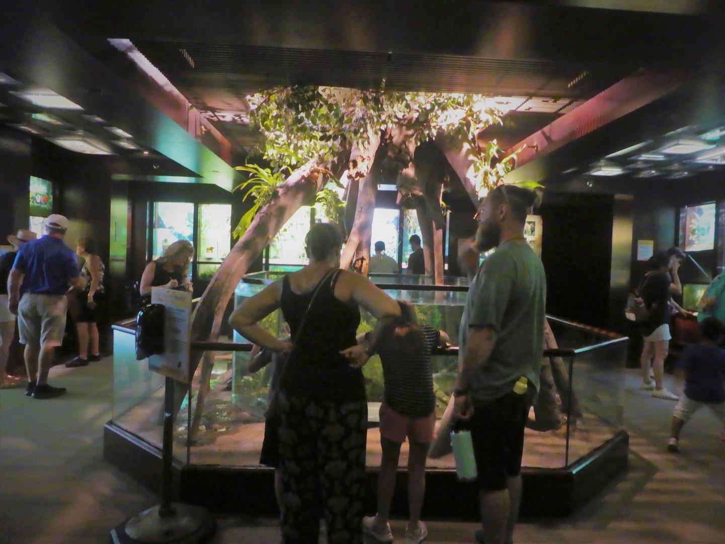 Africa - Congo Gorilla Forest - Treasures of the Rainforest