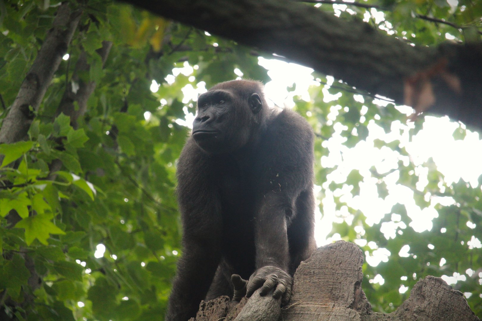 Africa - Congo Gorilla Forest - Western Lowland Gorilla