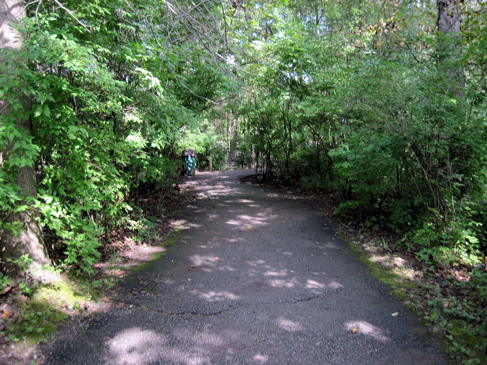 Africa-Congolese Forest