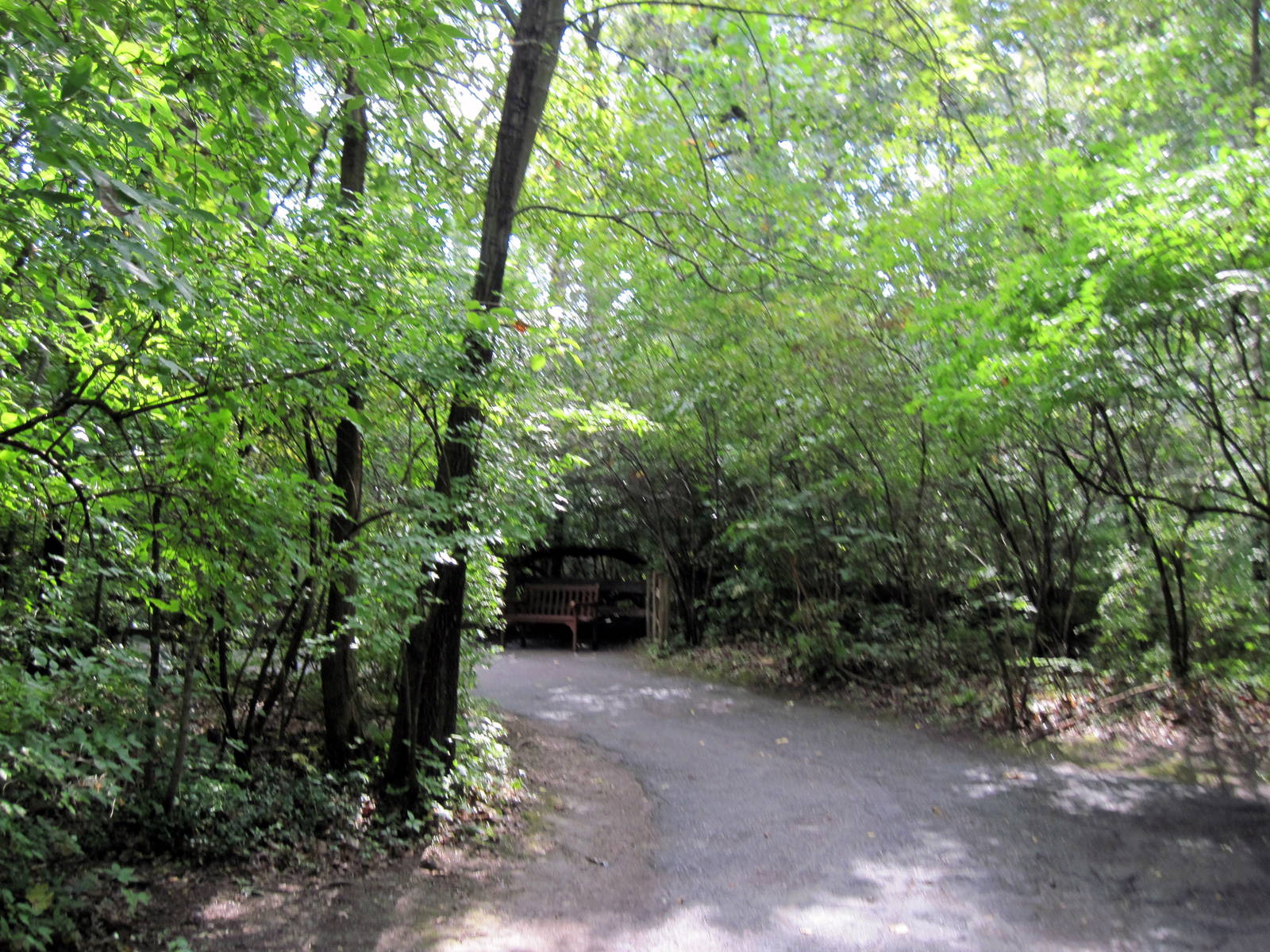 Africa-Congolese Forest