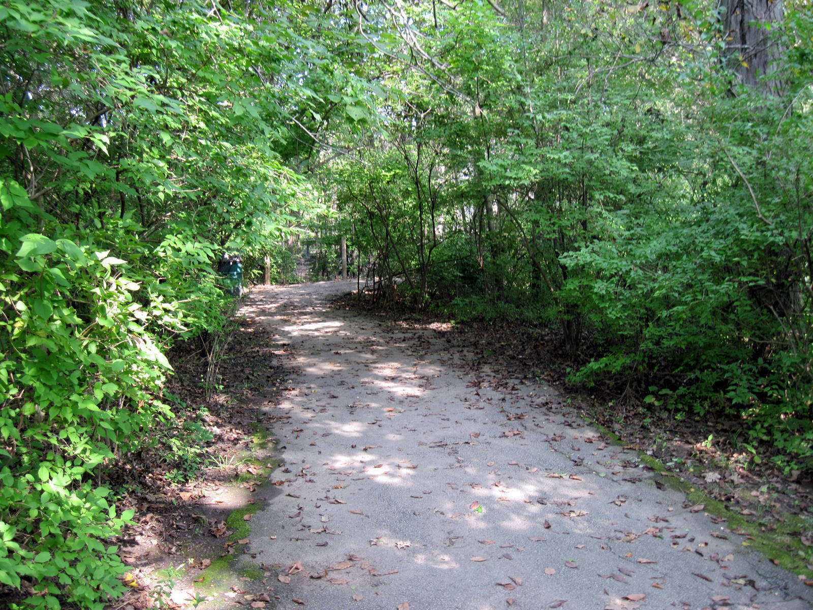 Africa-Congolese Forest