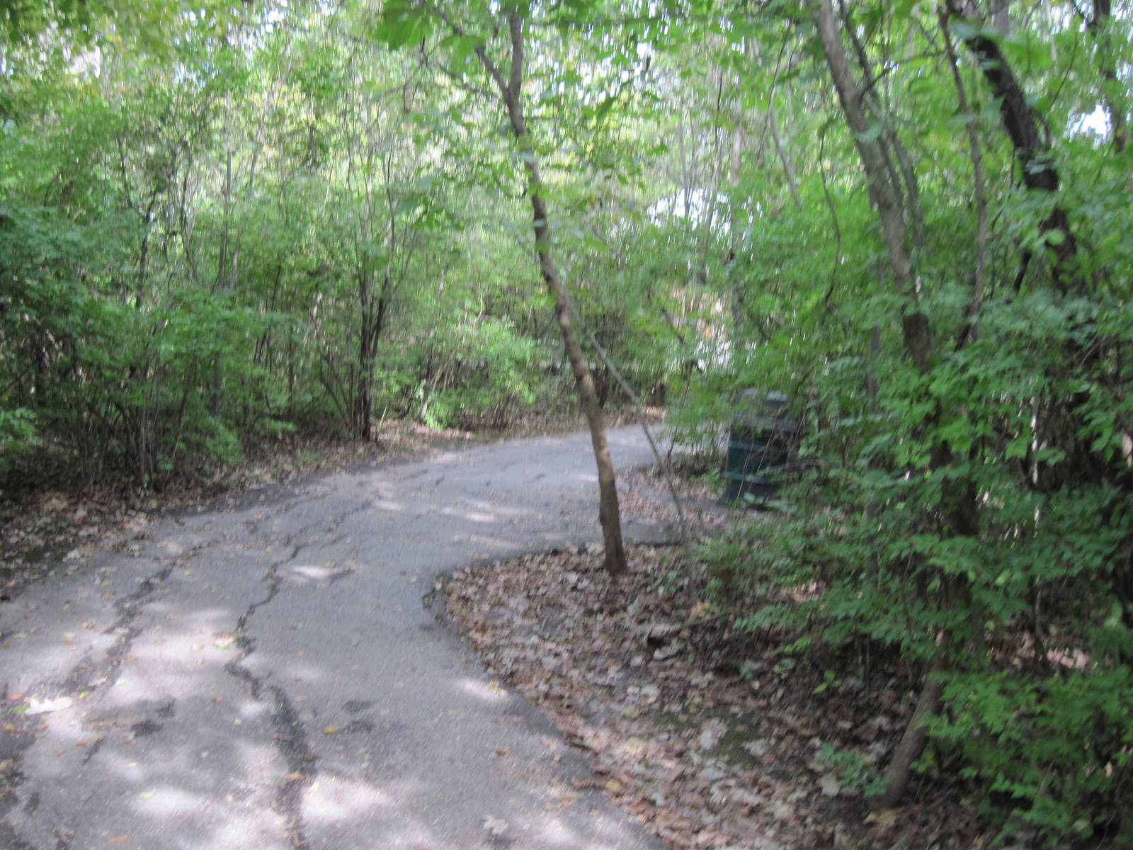 Africa-Congolese Forest