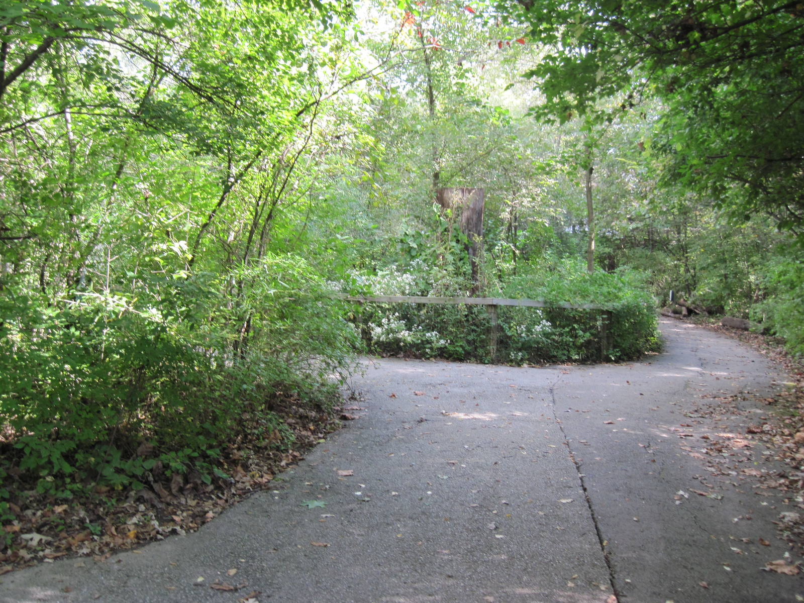 Africa-Congolese Forest