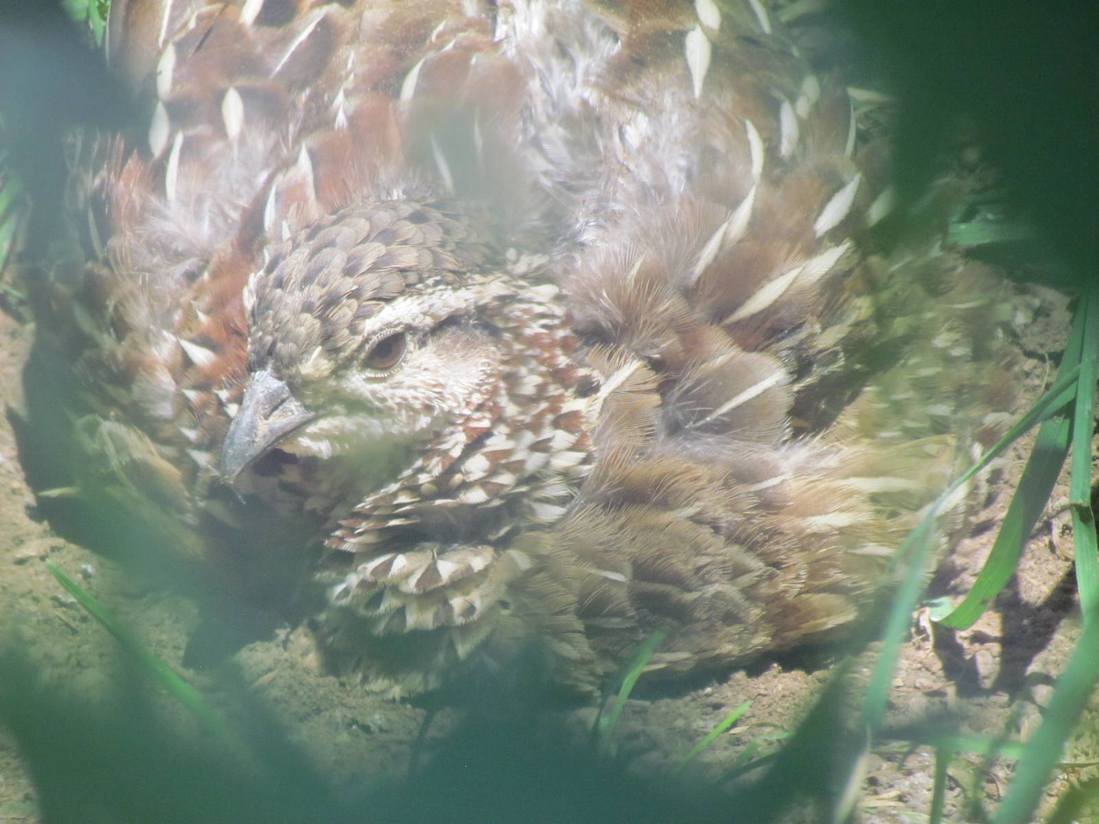 Africa - Crested Francolin