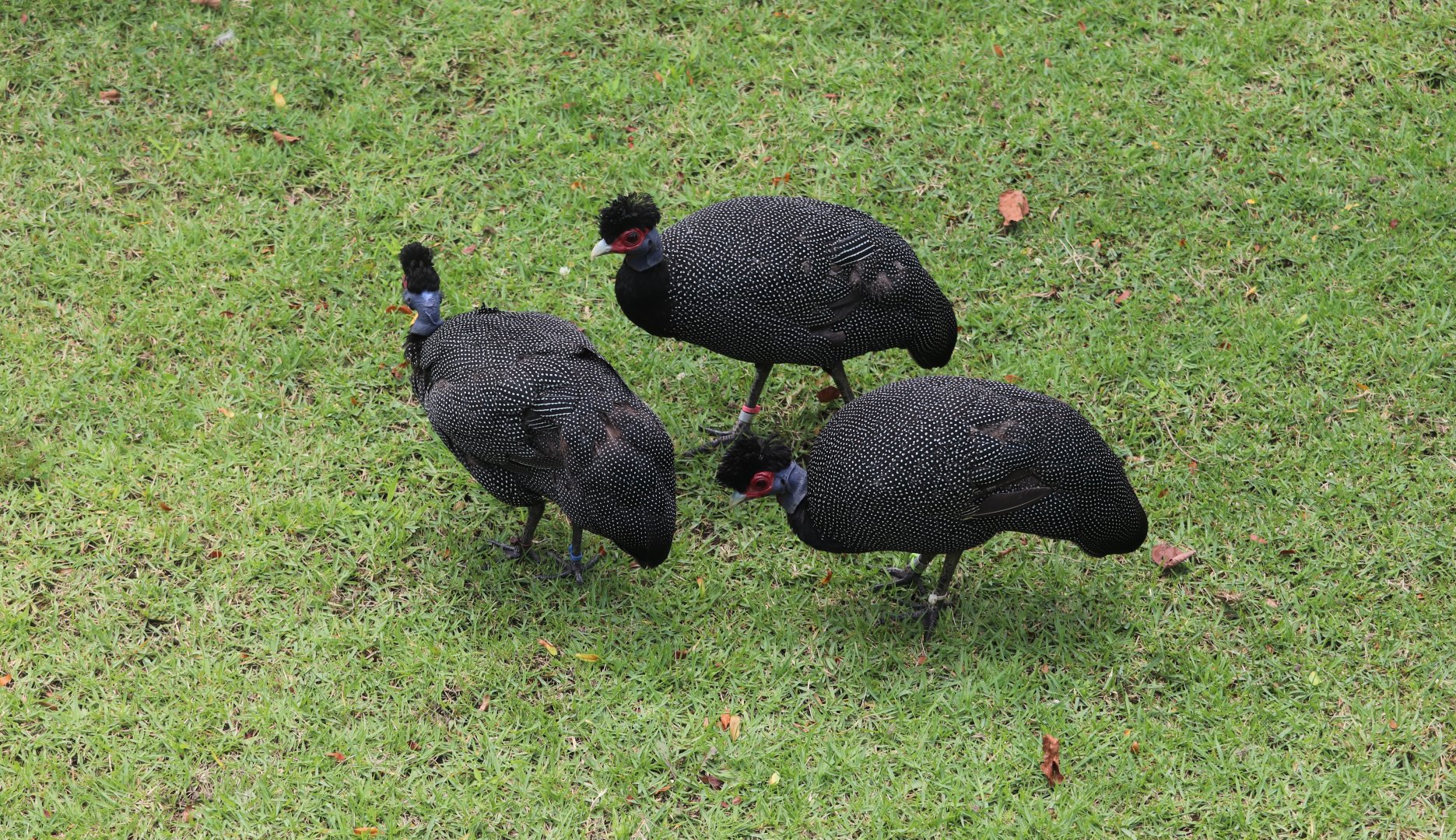 Africa - Crested Guineafowl