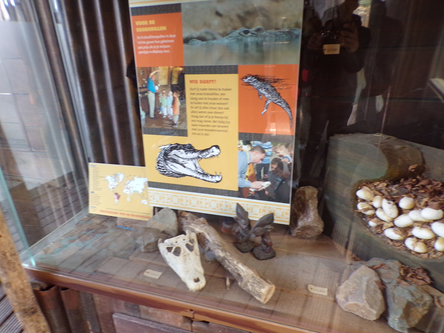 Africa- Crocodile skulls and other artefacts 13.7.23