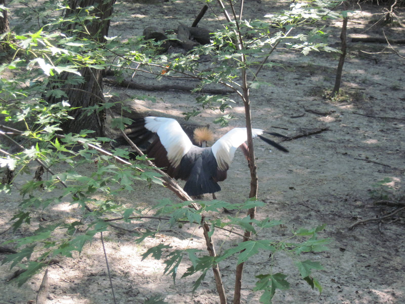 Africa-Crowned Crane