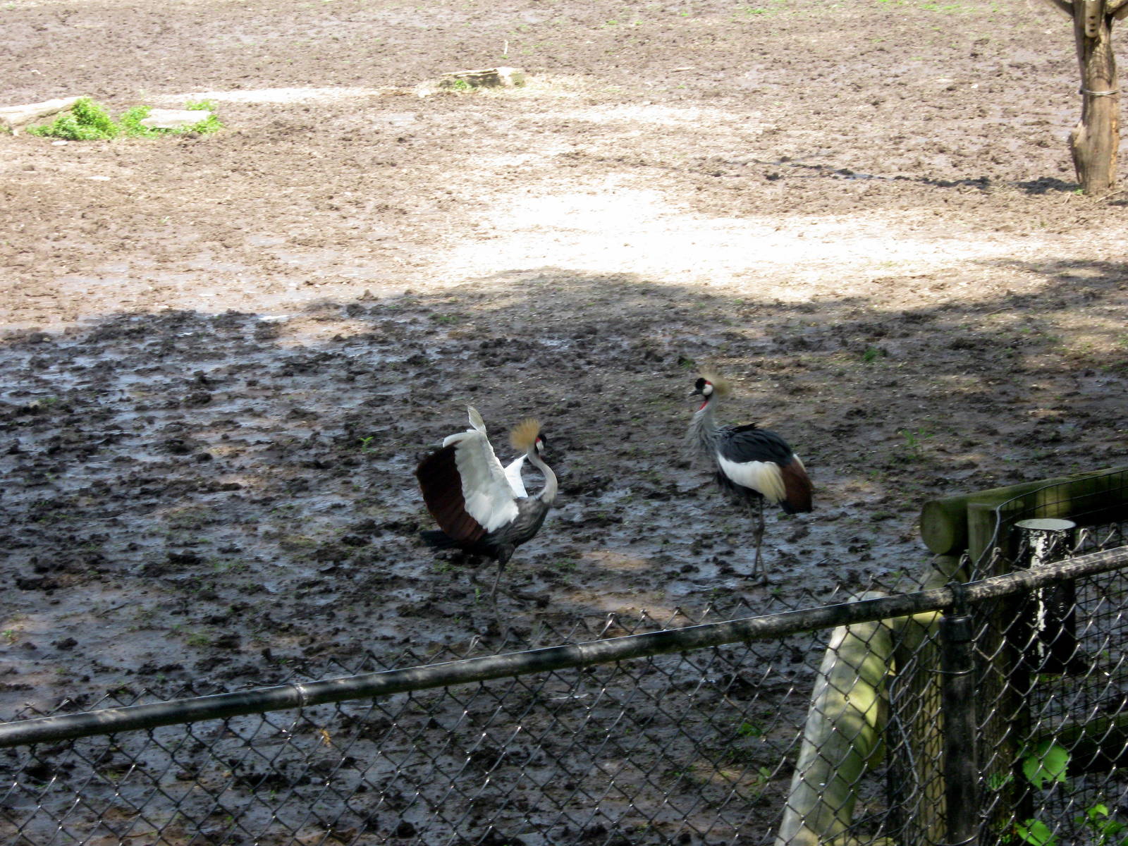 Africa-Crowned Cranes