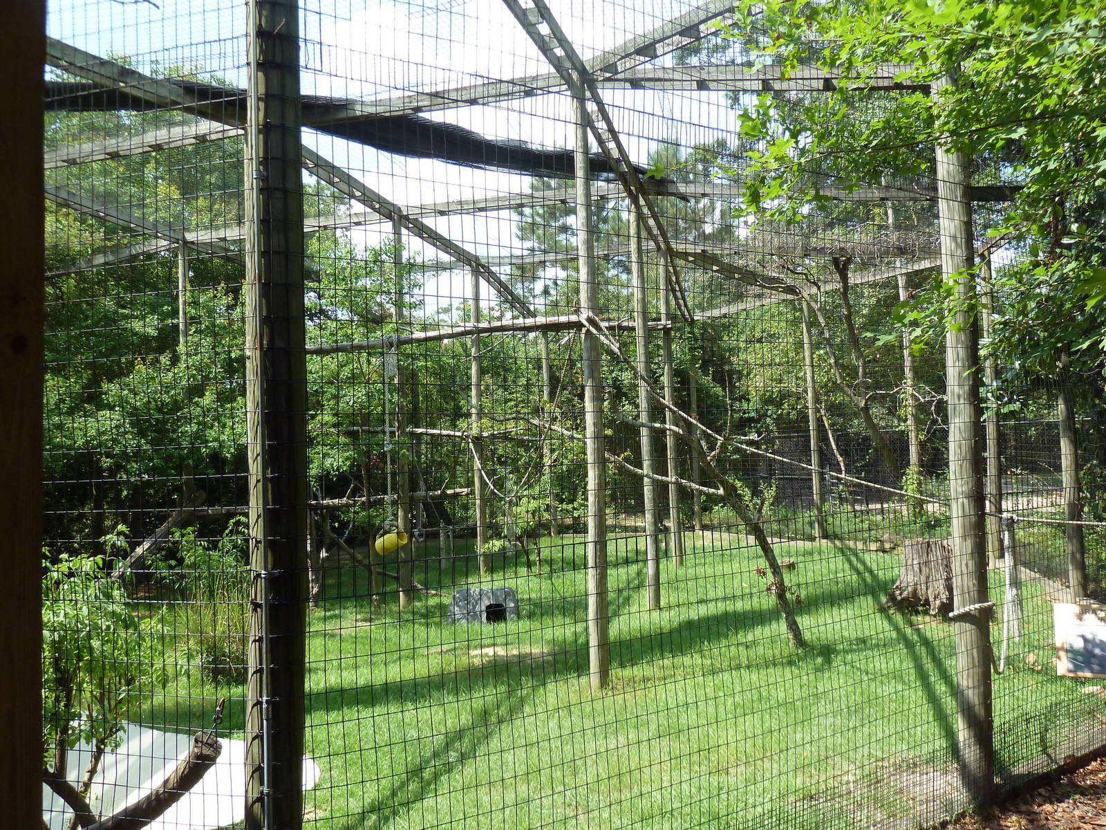 Africa - DeBrazza Guenon/Blue Duiker Exhibit
