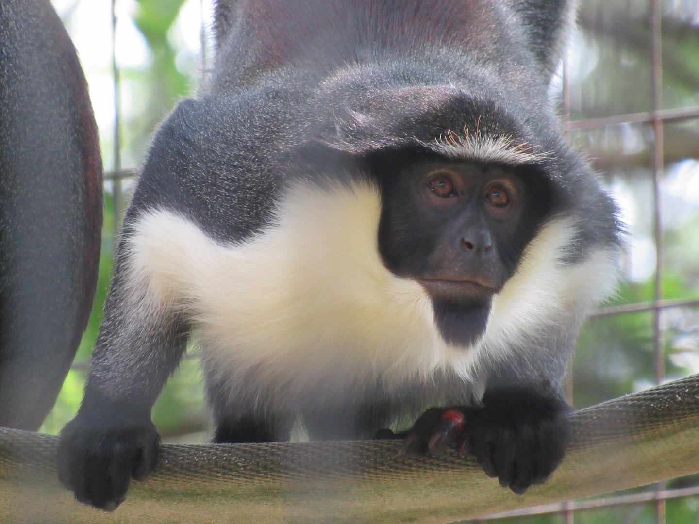 Africa - Diana Monkey