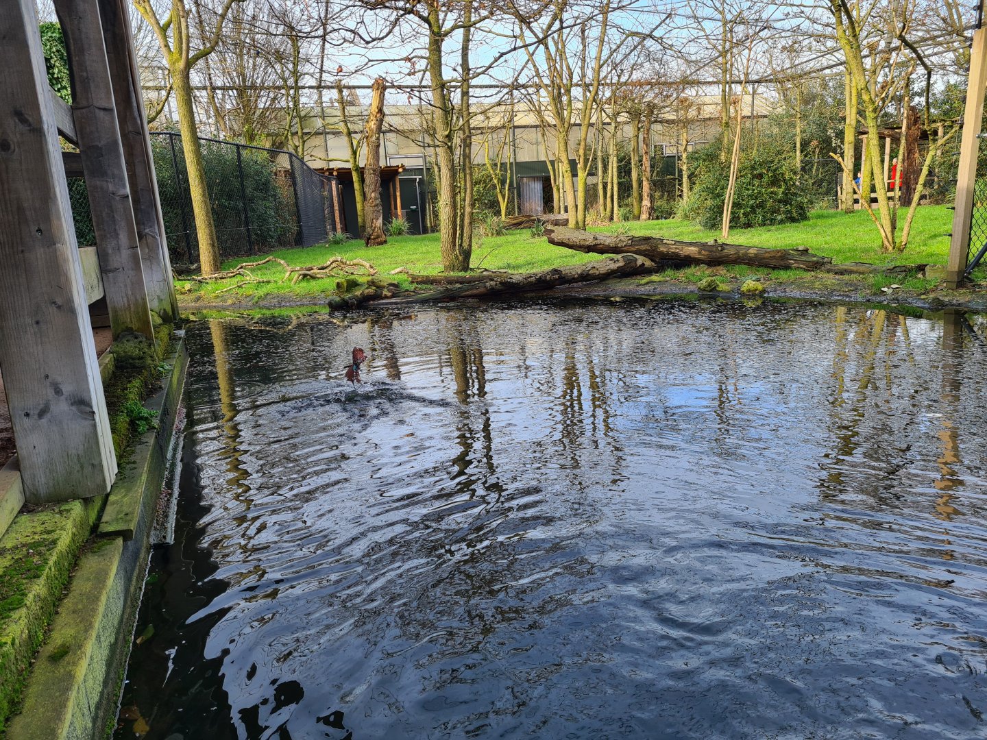 Africa - Diving bee-eaters in Okapi aviary