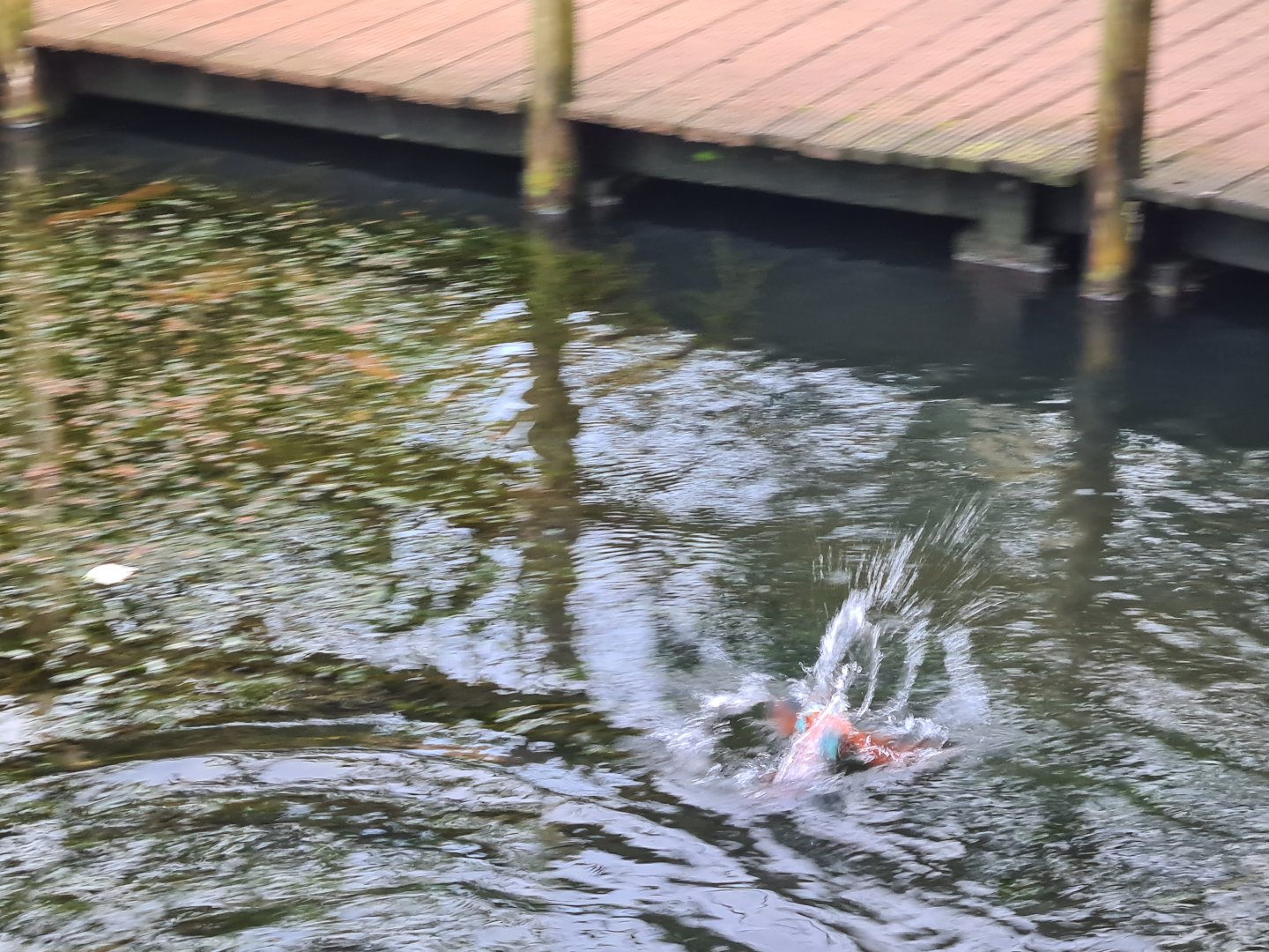 Africa - Diving Northern carmine bee-eater in Okapi aviary