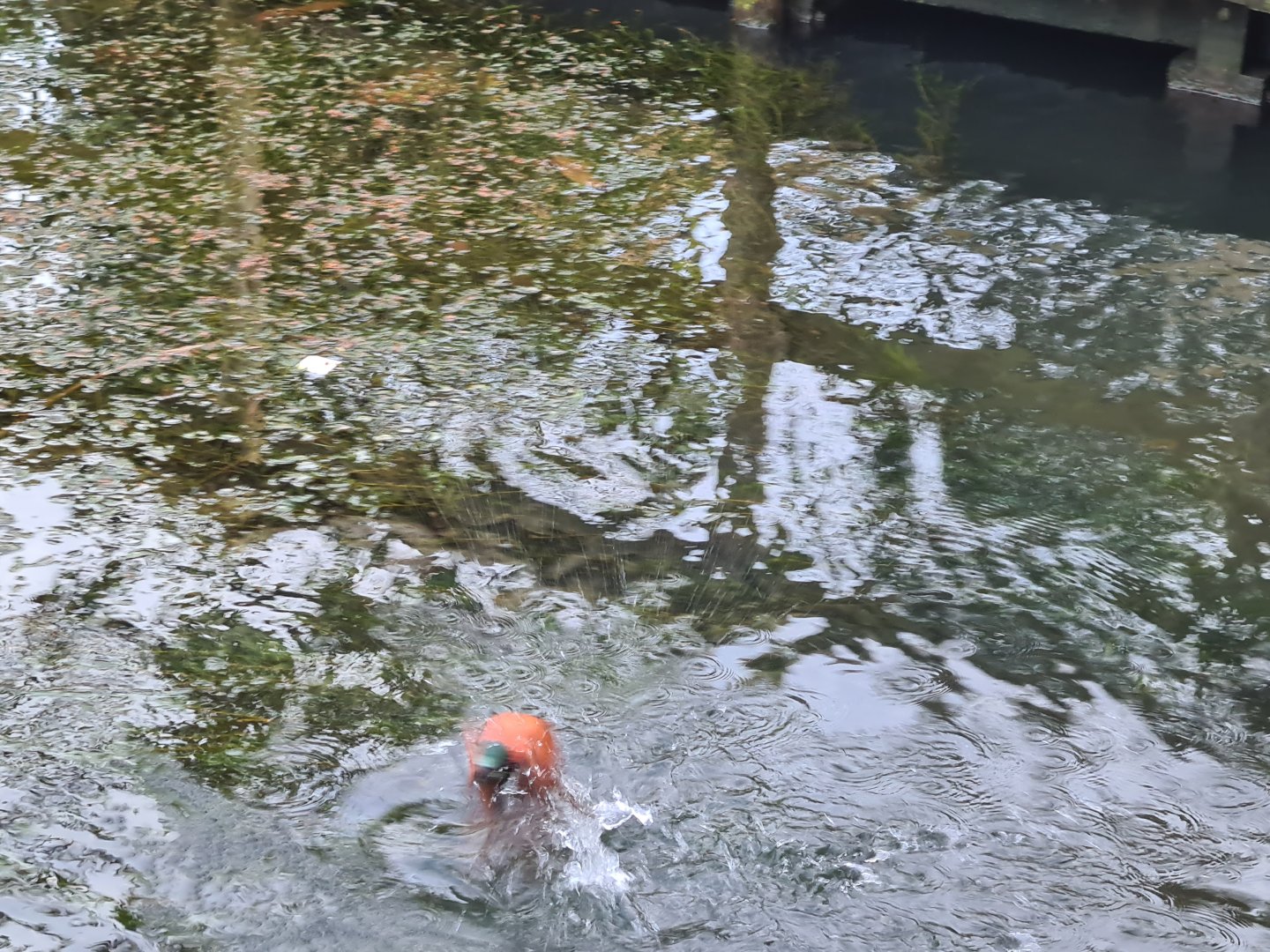 Africa - Diving Northern carmine bee-eater in Okapi aviary