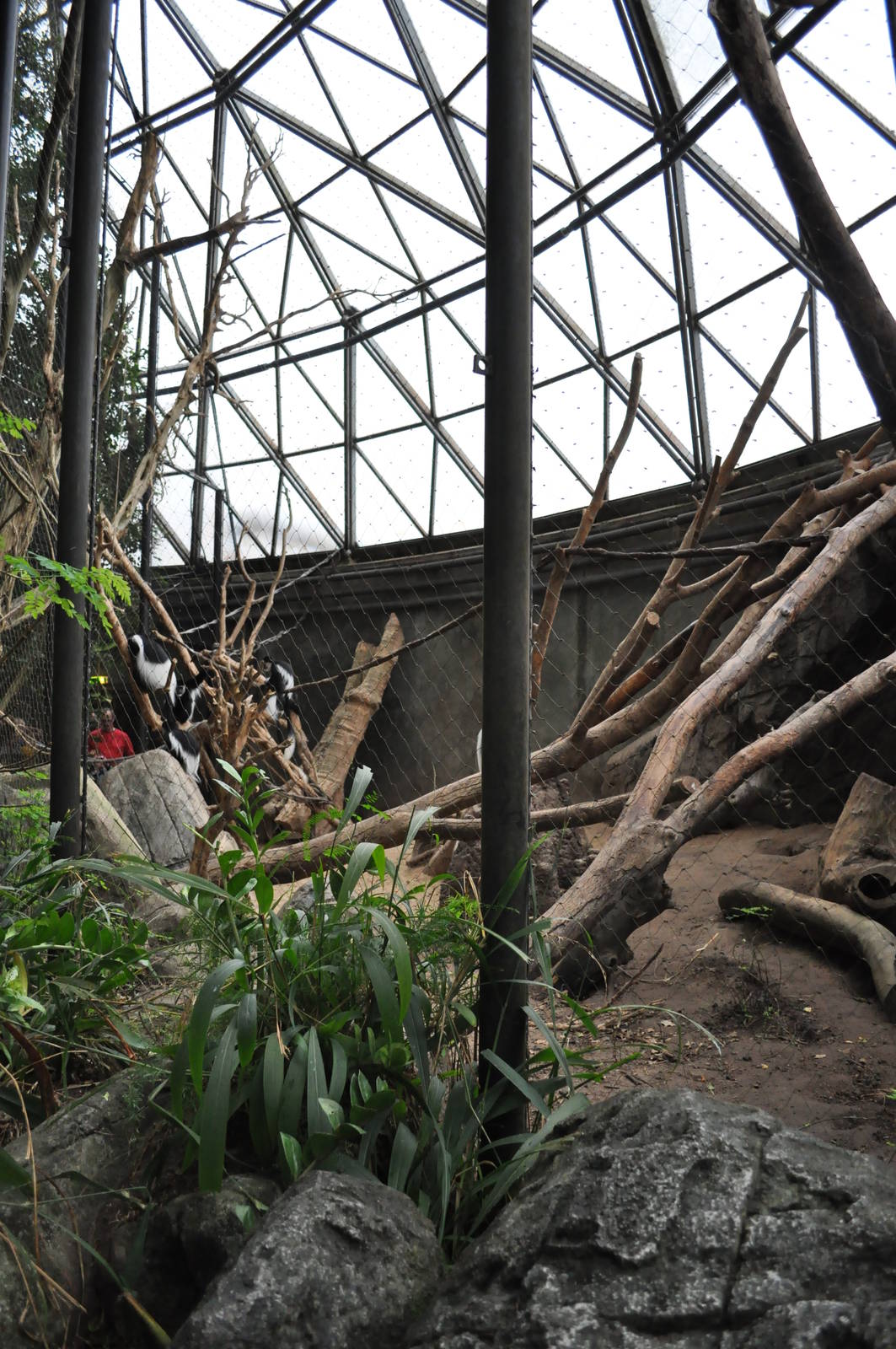 Africa Dome - Colobus