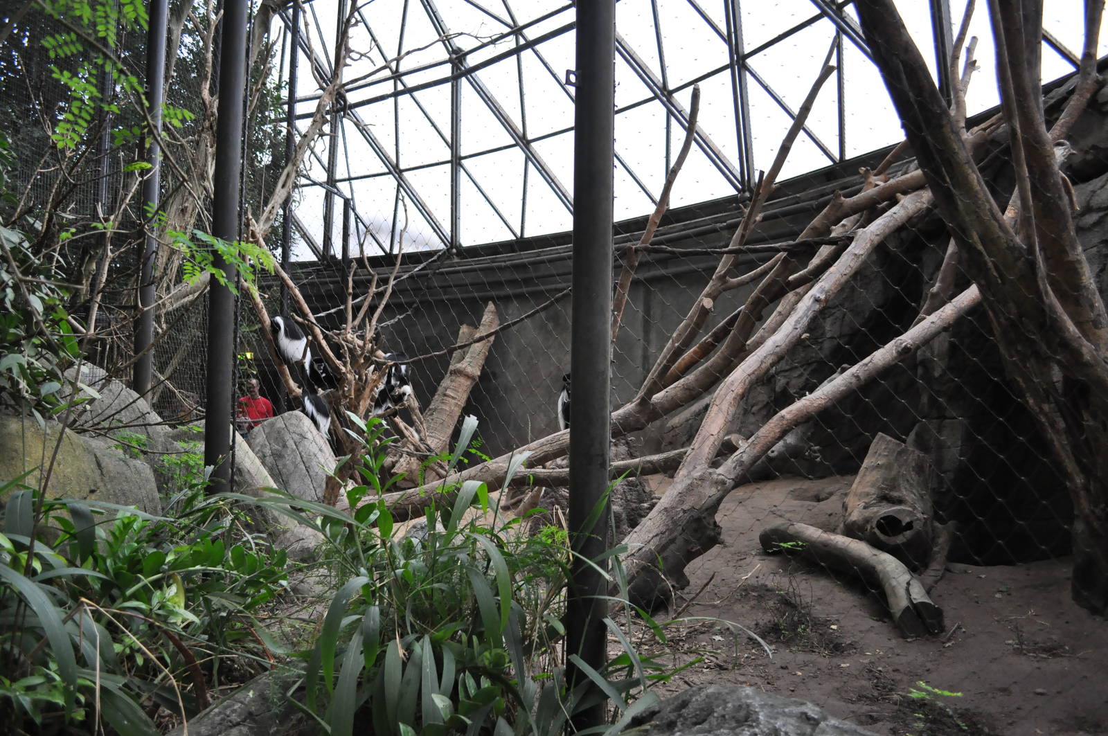 Africa Dome - Colobus