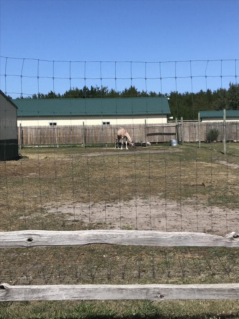 “Africa”-  domestic dromedary camel exhibit