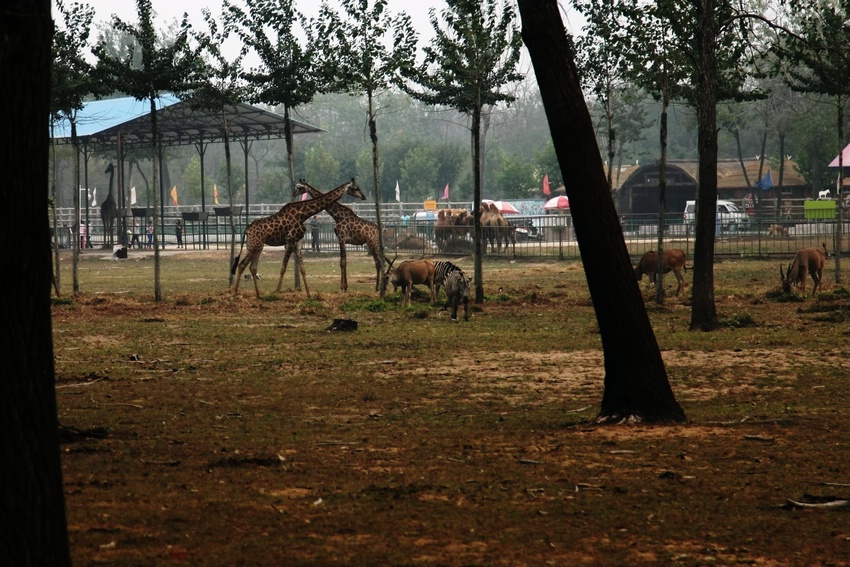 Africa drive-in area