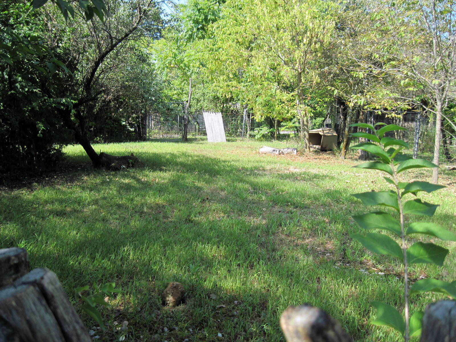 Africa-Duiker Exhibit