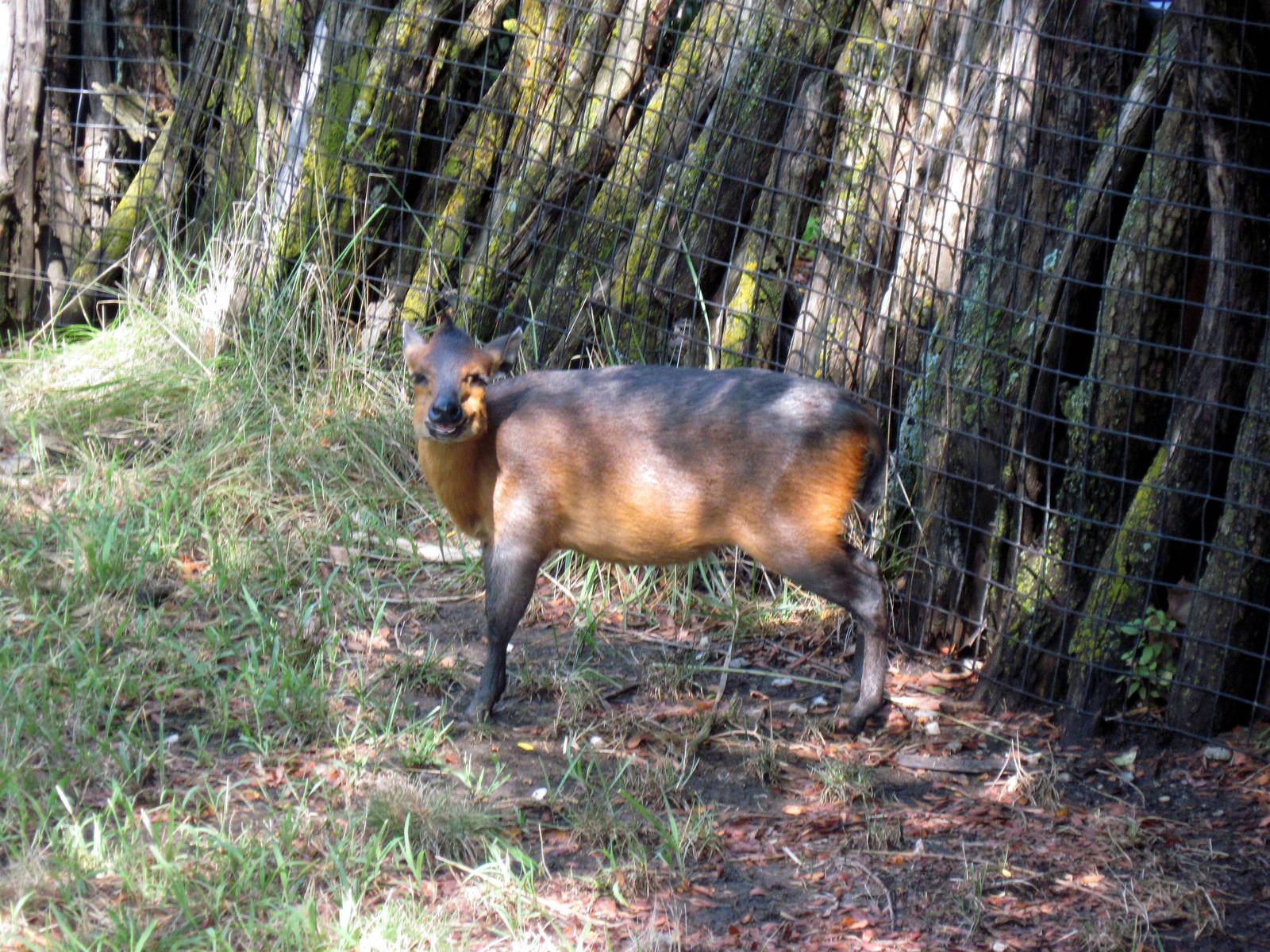 Africa-Duiker