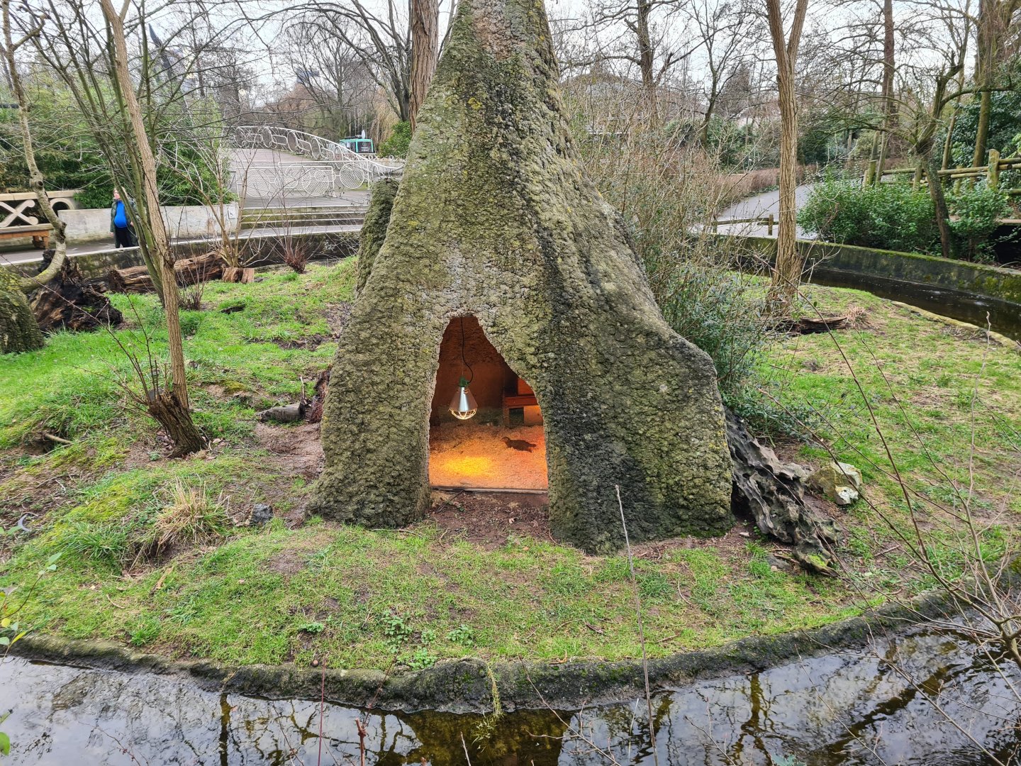 Africa - Dwarf mongoose indoor holding
