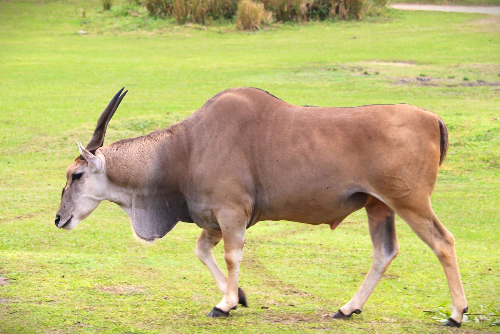Africa - East African Eland