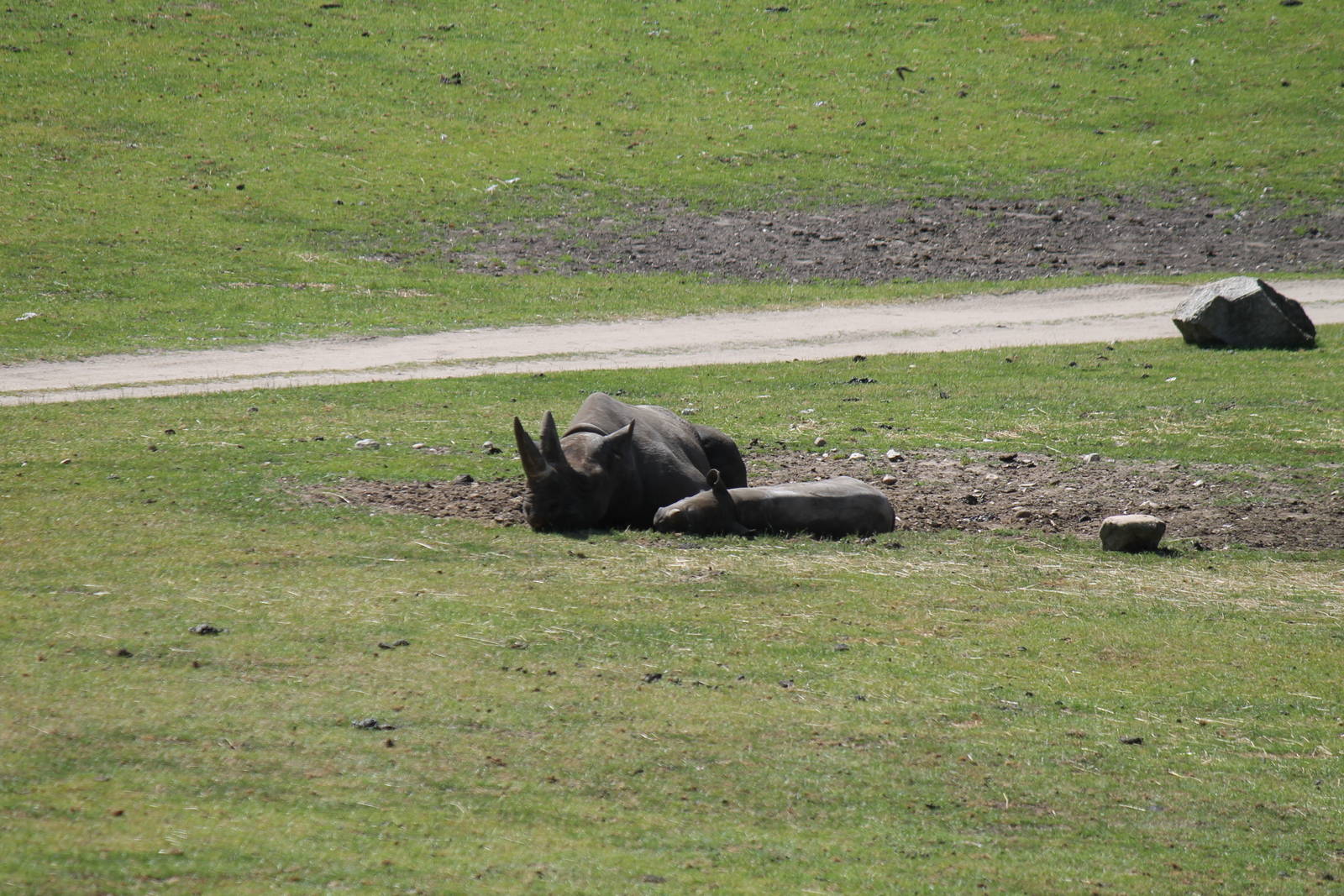 Africa - Eastern black rhino