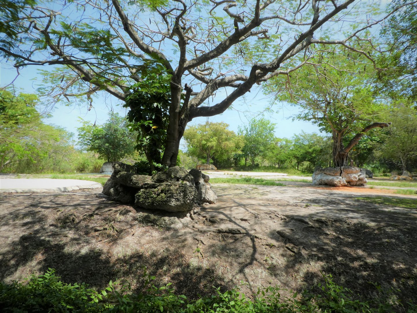 Africa - Eastern Black Rhinoceros Exhibit
