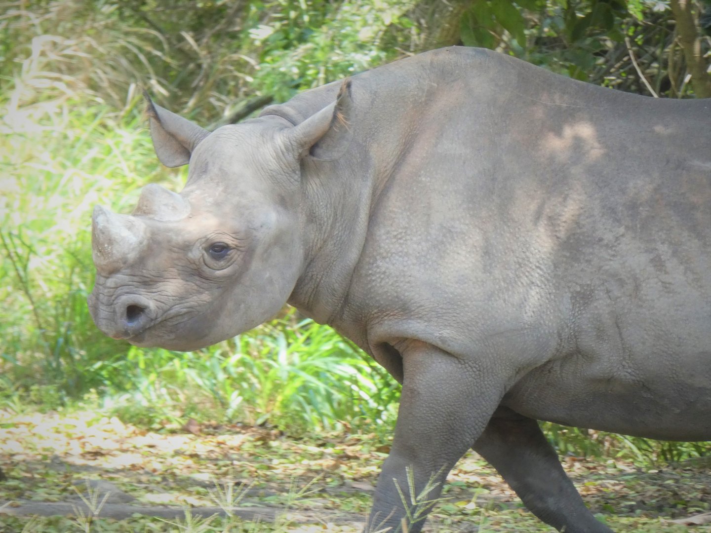 Africa - Eastern Black Rhinoceros