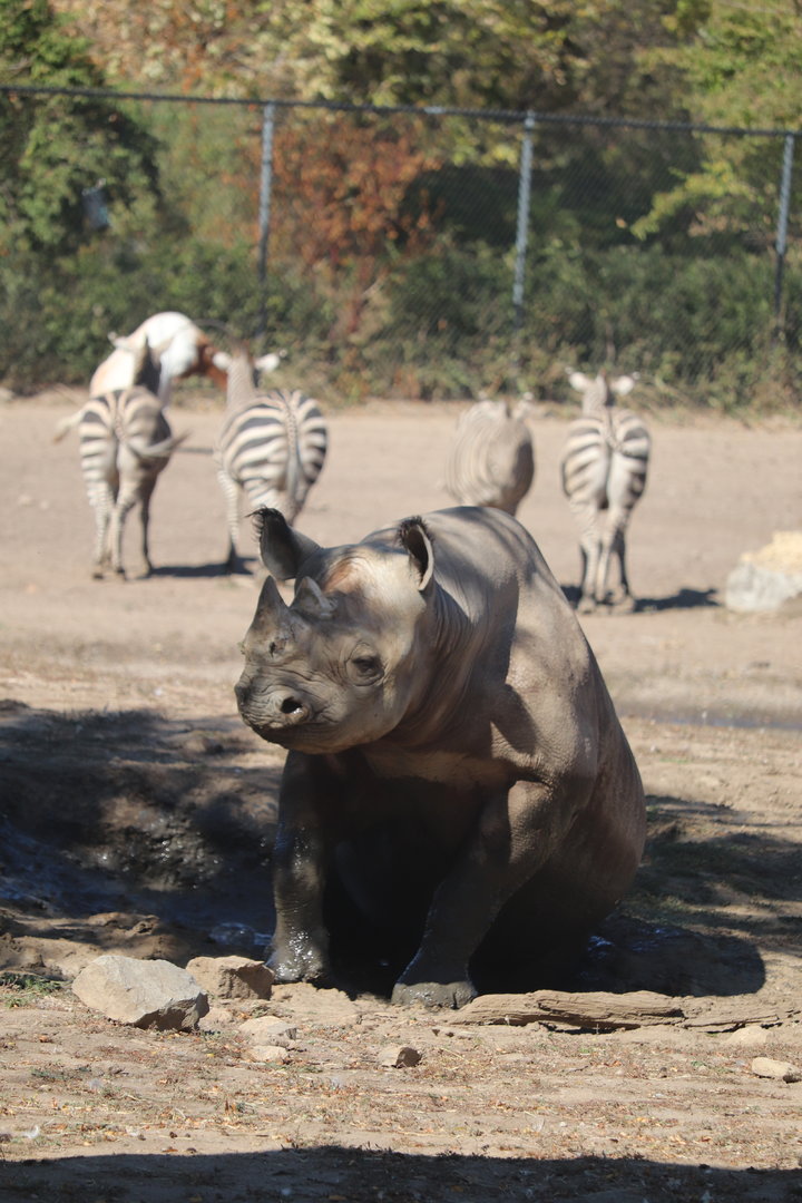 Africa - Eastern Black Rhinoceros