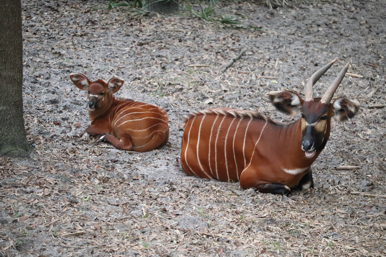 Africa - Eastern Bongo