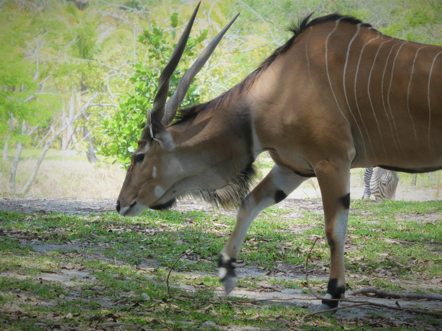 Africa - Eastern Giant Eland