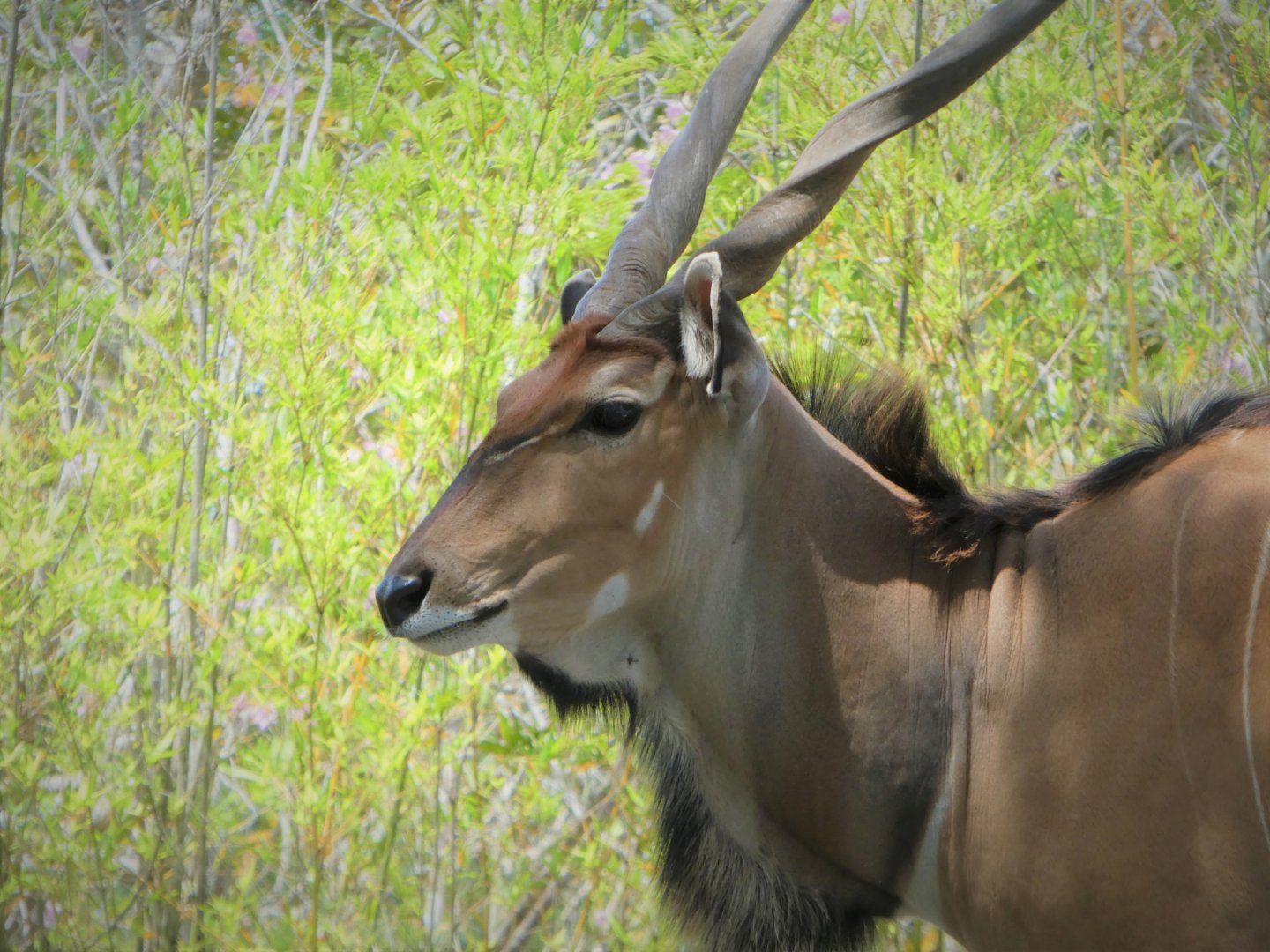 Africa - Eastern Giant Eland
