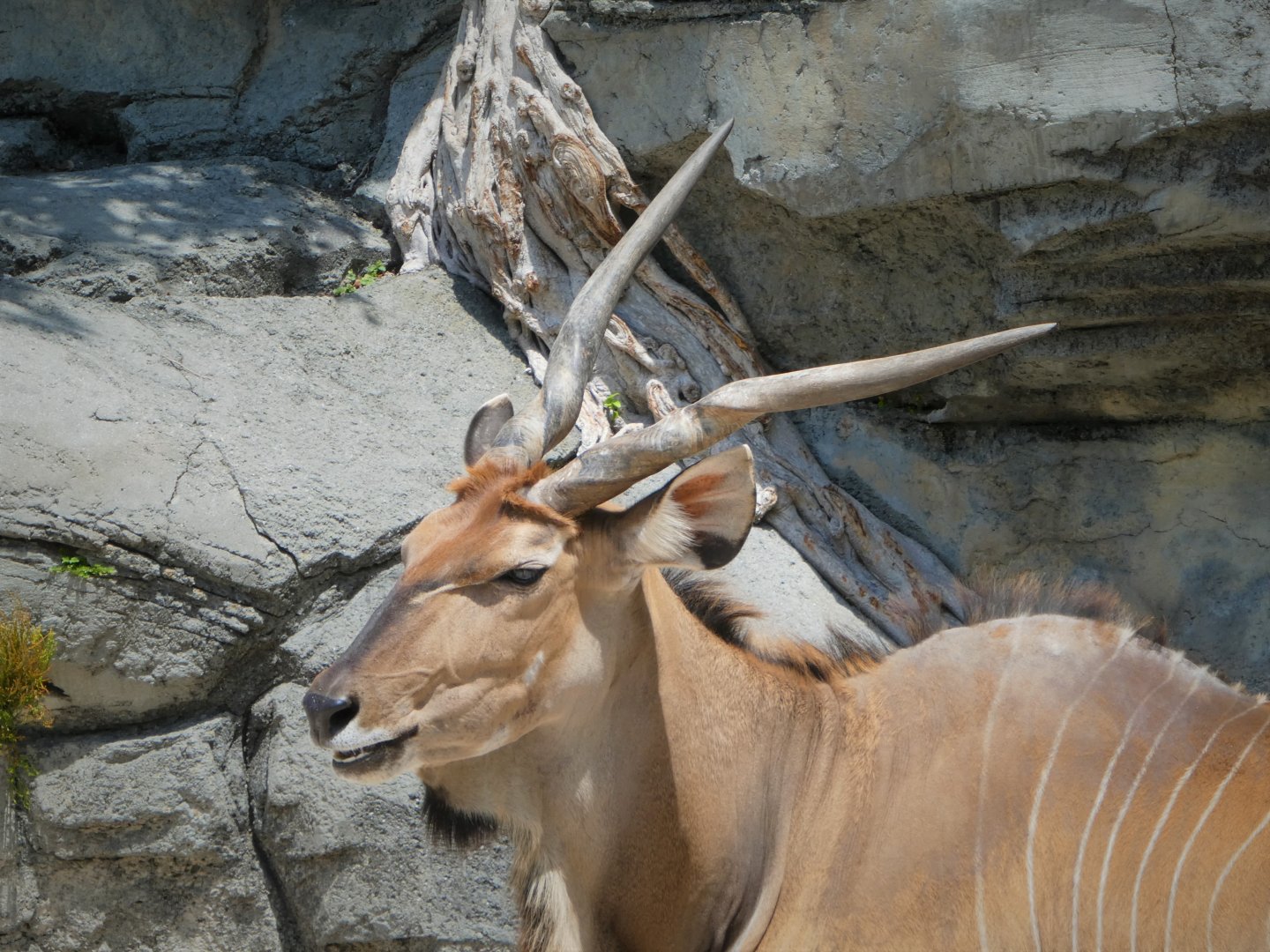 Africa - Eastern Giant Eland