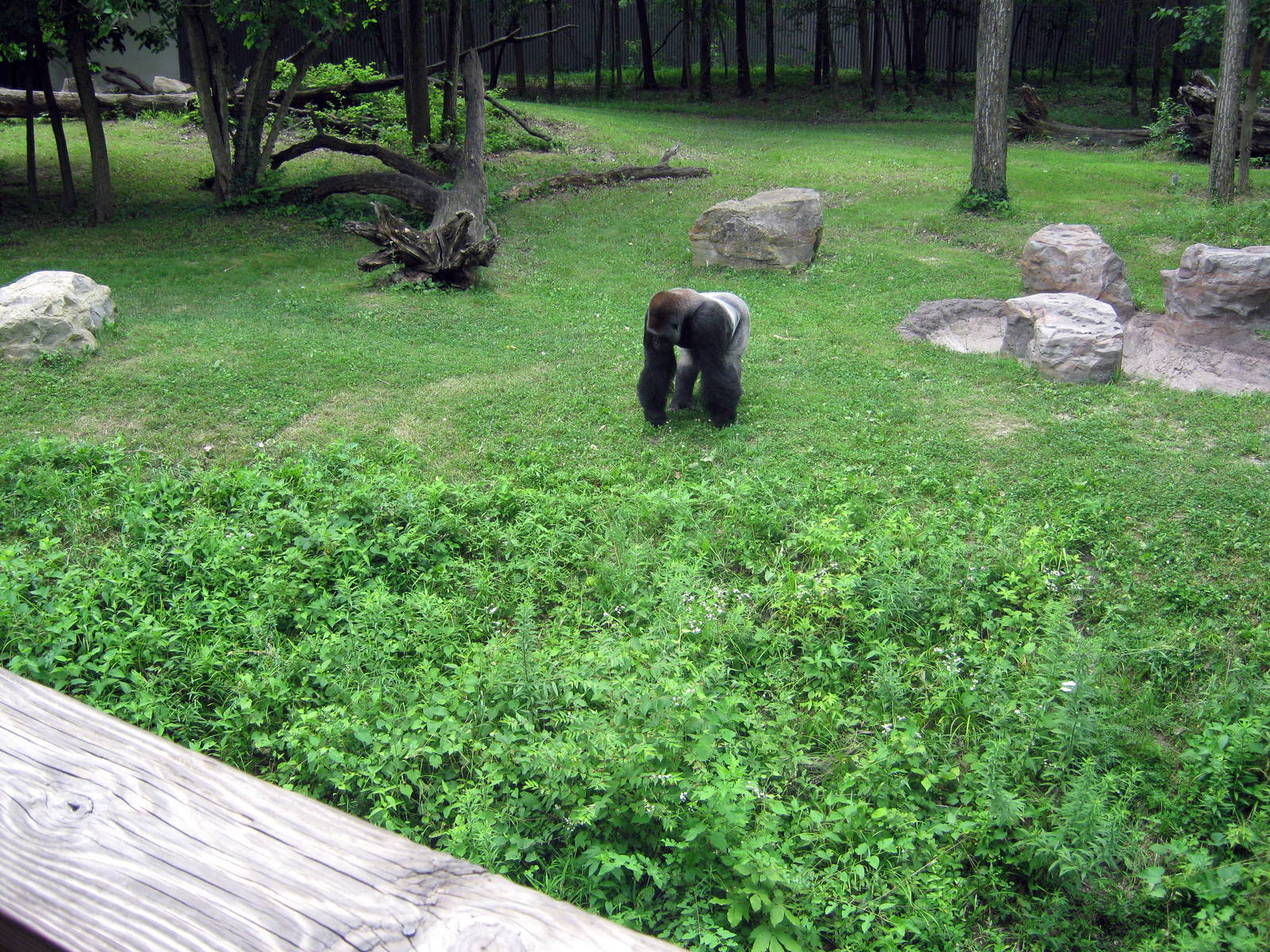 Africa-Eastern Gorilla