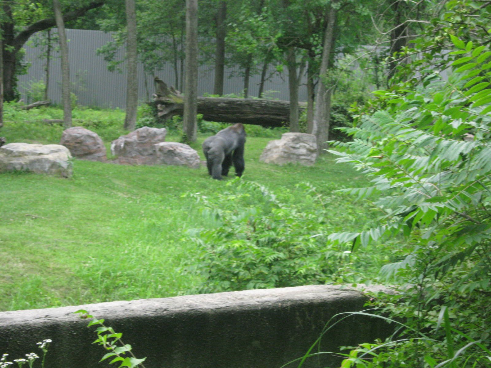 Africa-Eastern Gorilla