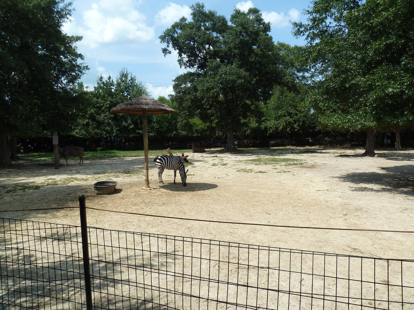 Africa - Eland/Grant's Zebra Exhibit