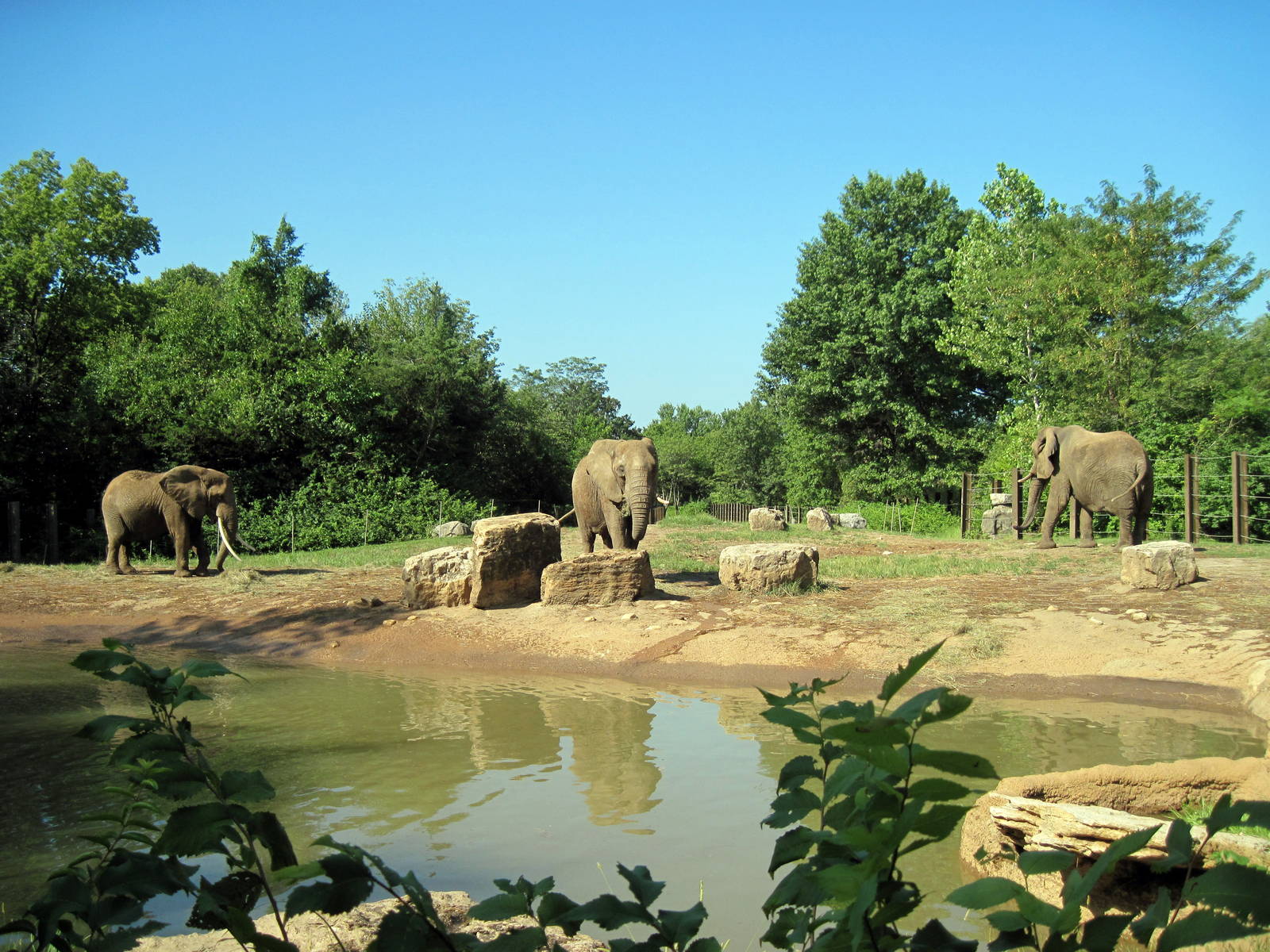 Africa-Elephant Exhibit