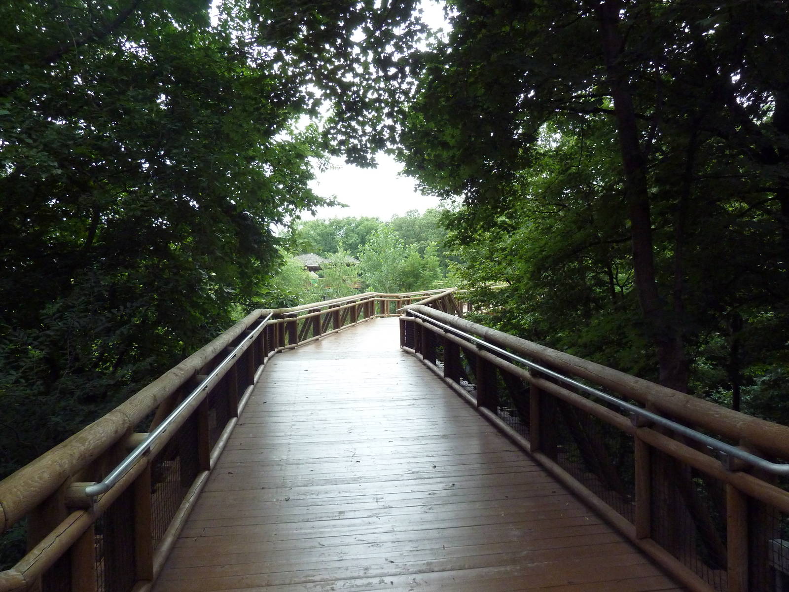 Africa! - Elevated Boardwalk to Giraffe Exhibit
