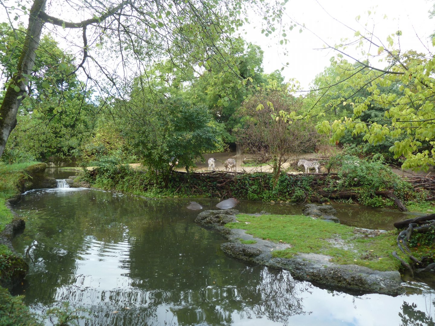 Africa enclosure - Hippo pool