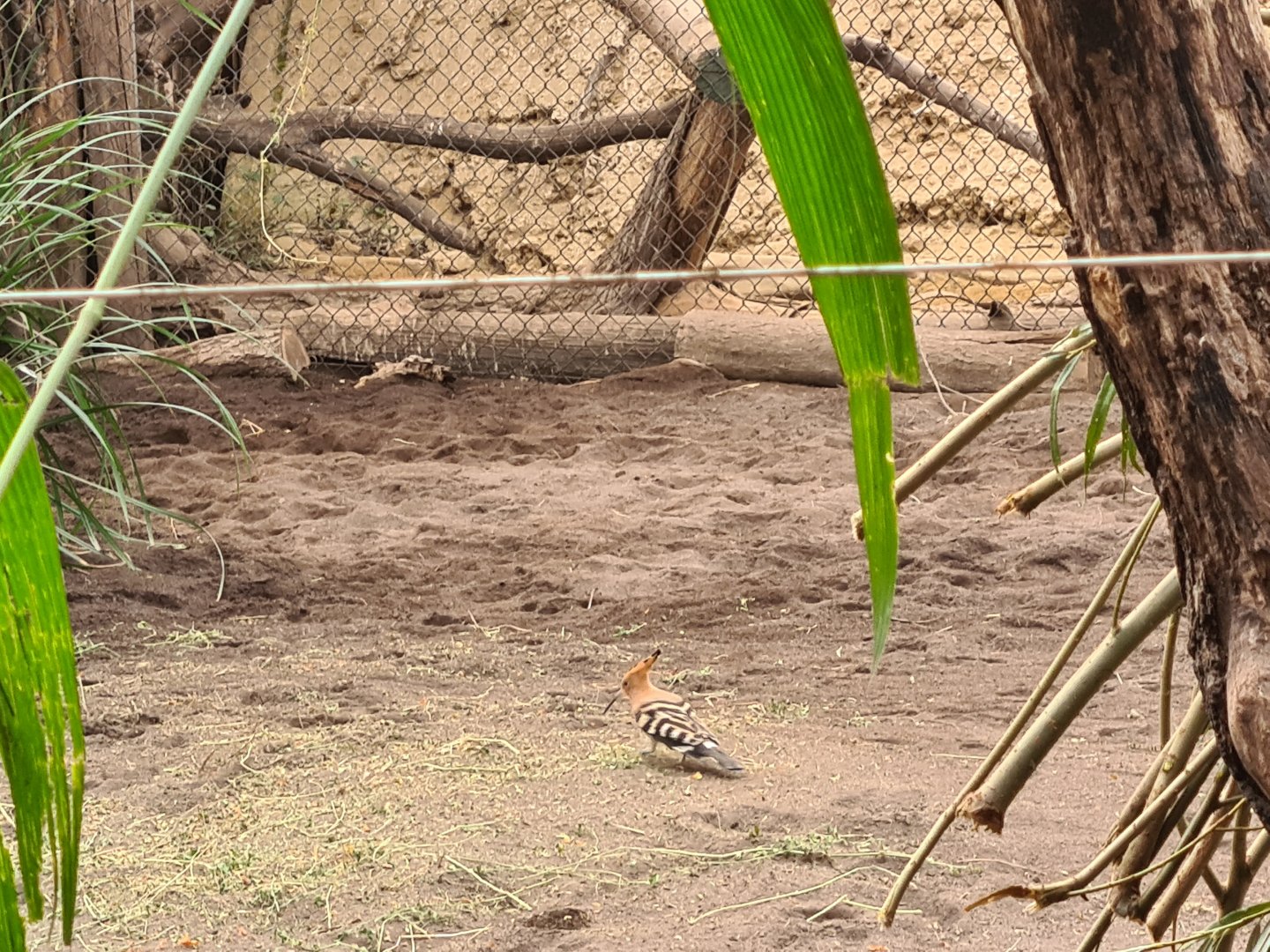 Africa - Euasian hoopoe in Congo greenhouse
