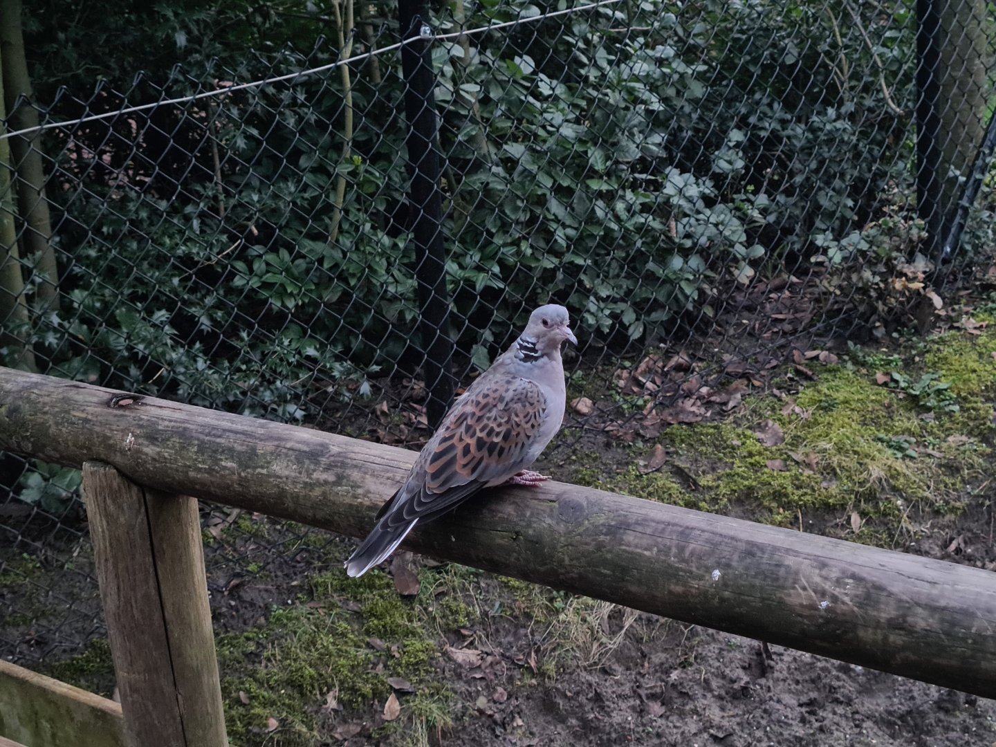Africa - European turtle-dove in Okapi aviary