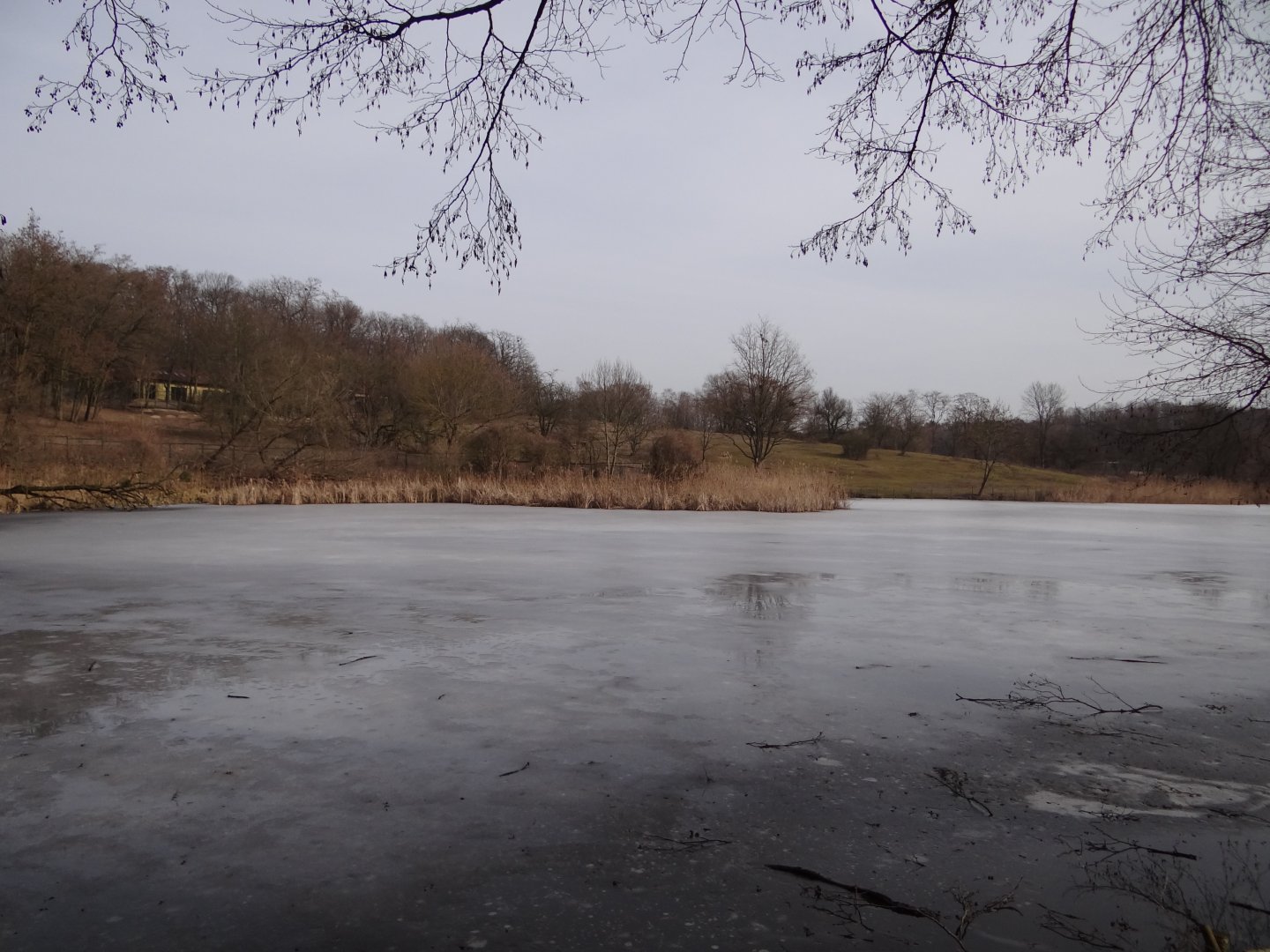 Africa exhibit and pond