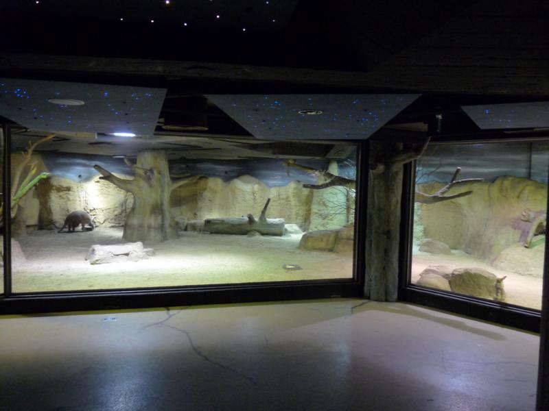 Africa Exhibit in the Nighthouse