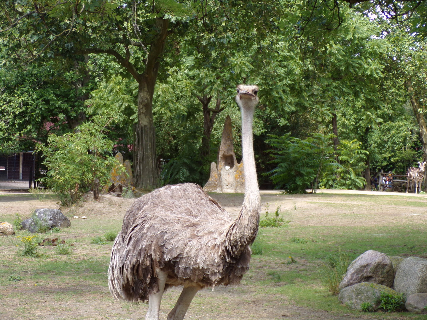Africa- Female ostrich 13.7.23
