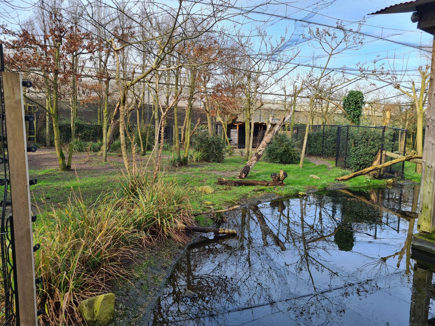 Africa - First Okapi yard in Okapi aviary