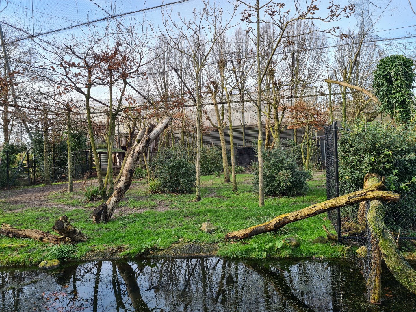 Africa - First Okapi yard in Okapi aviary